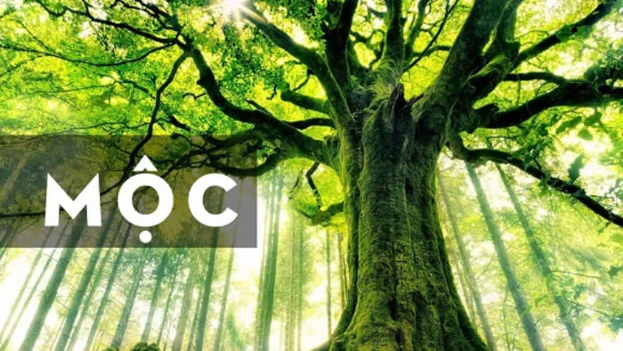 Người mệnh Mộc nên xăm hình gì?